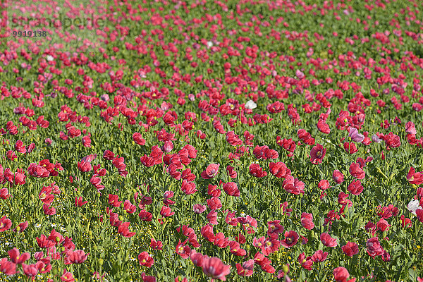 Schlafmohn papaver somniferum Opium Sommer Feld Mohn Deutschland Hessen