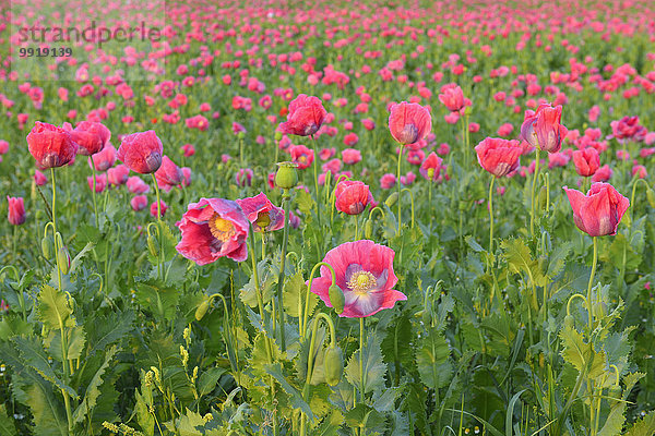 Schlafmohn papaver somniferum Opium Sommer Close-up Feld Mohn Deutschland Hessen