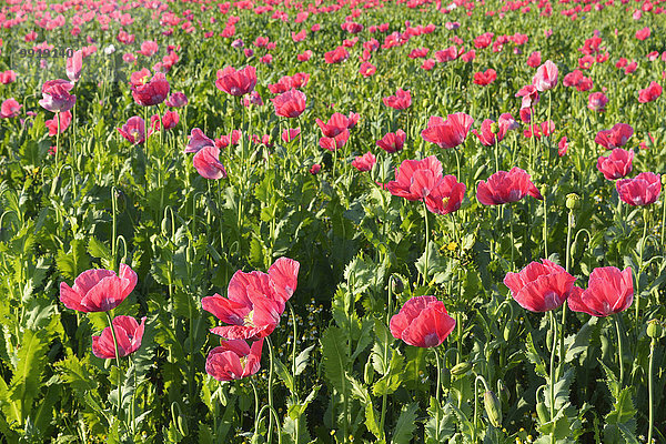 Schlafmohn papaver somniferum Opium Sommer Close-up Feld Mohn Deutschland Hessen