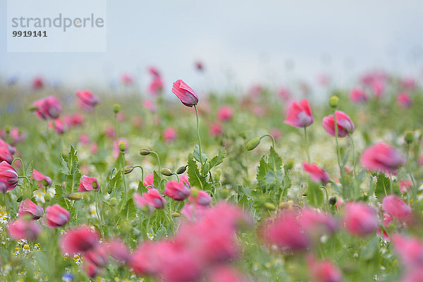 Schlafmohn papaver somniferum Opium Sommer Close-up Feld Mohn Deutschland Hessen