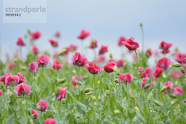 Schlafmohn papaver somniferum Opium Sommer Close-up Feld Mohn Deutschland Hessen