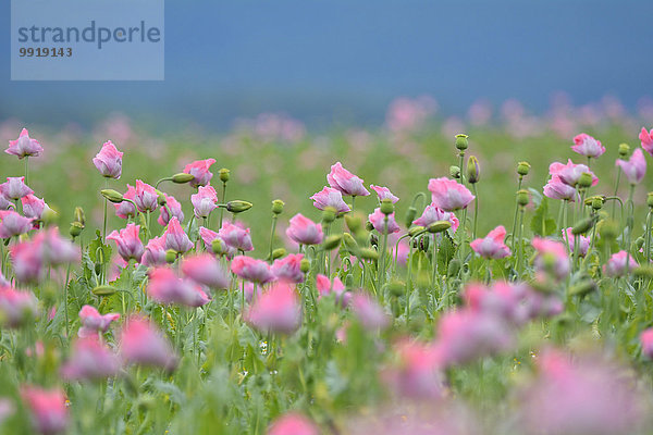 Schlafmohn papaver somniferum Opium Sommer Close-up Feld Mohn Deutschland Hessen