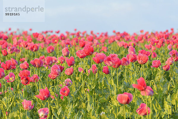 Schlafmohn papaver somniferum Opium Sommer Feld Mohn Deutschland Hessen