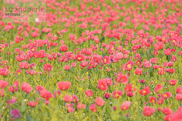 Schlafmohn papaver somniferum Opium Sommer Feld Mohn Deutschland Hessen