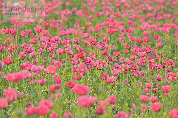 Schlafmohn papaver somniferum Opium Sommer Feld Mohn Deutschland Hessen