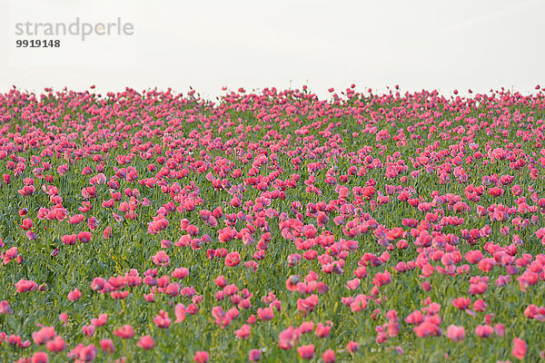 Schlafmohn papaver somniferum Opium Sommer Feld Mohn Deutschland Hessen