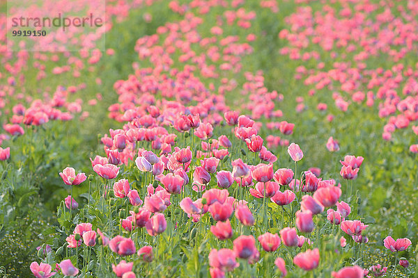 Schlafmohn papaver somniferum Opium Sommer Feld Mohn Deutschland Hessen