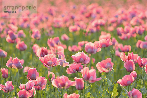 Schlafmohn papaver somniferum Opium Sommer Close-up Feld Mohn Deutschland Hessen