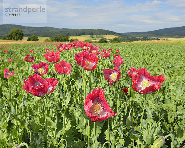 Schlafmohn papaver somniferum Opium Close-up Feld Mohn Deutschland Hessen