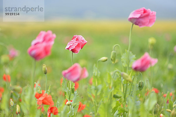 Klatschmohn Papaver rhoeas Schlafmohn papaver somniferum Opium Mohn Deutschland Hessen