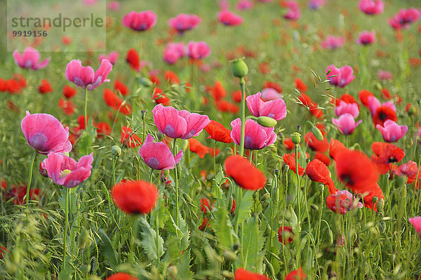 Klatschmohn Papaver rhoeas Schlafmohn papaver somniferum Opium Mohn Deutschland Hessen