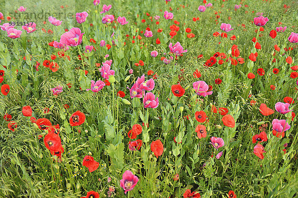 Klatschmohn Papaver rhoeas Schlafmohn papaver somniferum Opium Mohn Deutschland Hessen