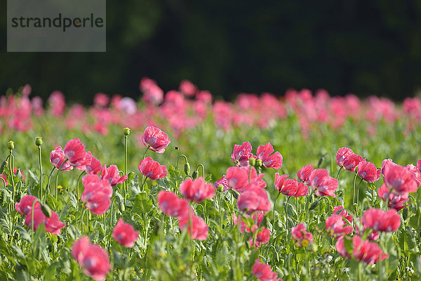 Schlafmohn papaver somniferum Opium Sommer Close-up Feld Mohn Deutschland Hessen