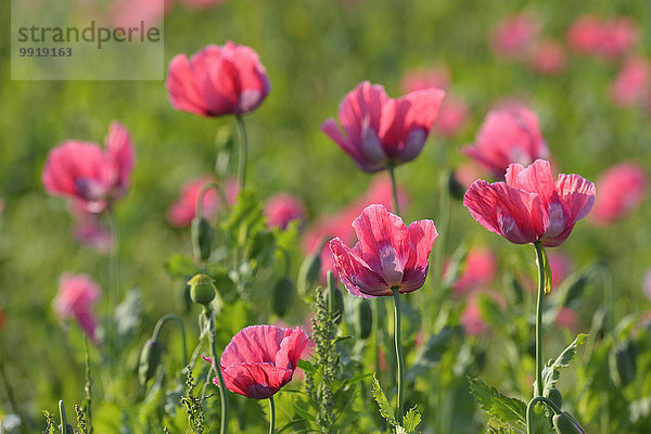 Schlafmohn papaver somniferum Opium Close-up Feld Mohn Deutschland Hessen