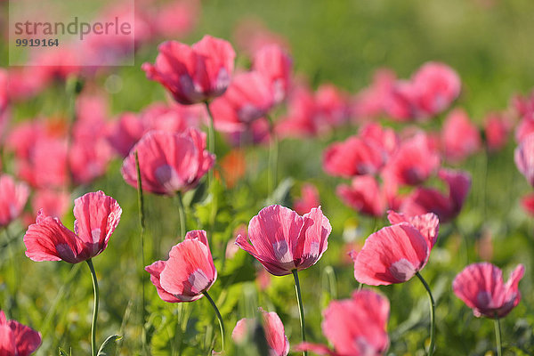 Schlafmohn papaver somniferum Opium Close-up Feld Mohn Deutschland Hessen