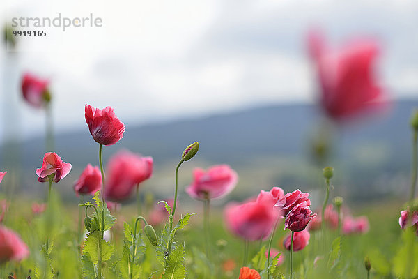 Schlafmohn papaver somniferum Opium Close-up Feld Mohn Deutschland Hessen