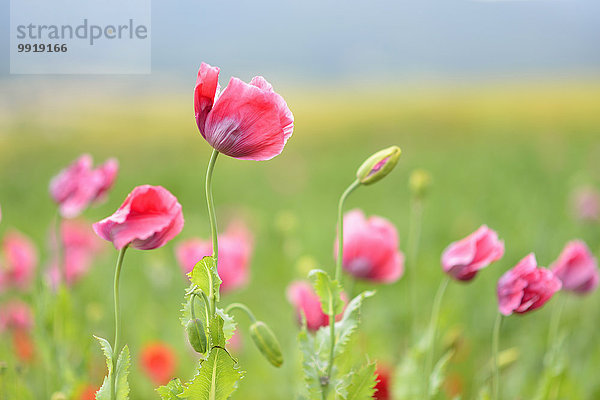 Schlafmohn papaver somniferum Opium Close-up Feld Mohn Deutschland Hessen