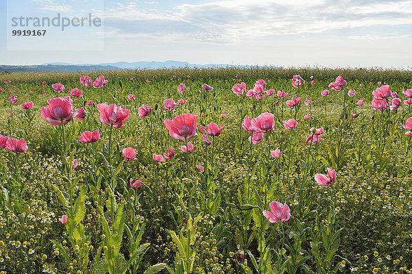 Schlafmohn papaver somniferum Opium Mohn Löwenzahn Deutschland Hessen