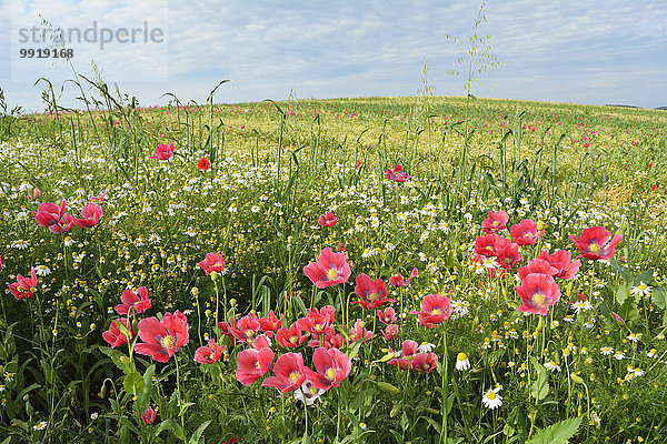 Schlafmohn papaver somniferum Opium Mohn Löwenzahn Deutschland Hessen