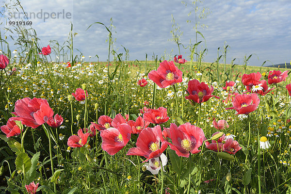 Schlafmohn papaver somniferum Opium Mohn Löwenzahn Deutschland Hessen