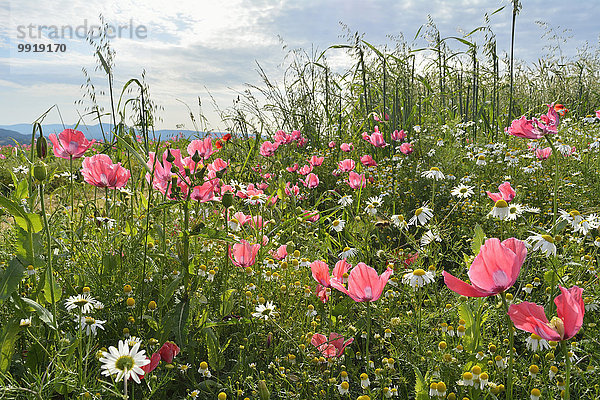 Schlafmohn papaver somniferum Opium Mohn Löwenzahn Deutschland Hessen