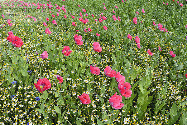 Schlafmohn papaver somniferum Opium Mohn Löwenzahn Deutschland Hessen