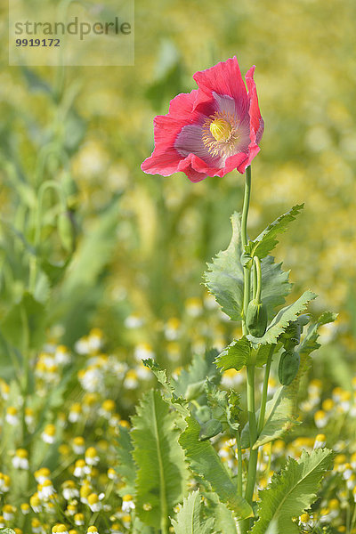 Schlafmohn papaver somniferum Opium Löwenzahn Mohn Deutschland Hessen