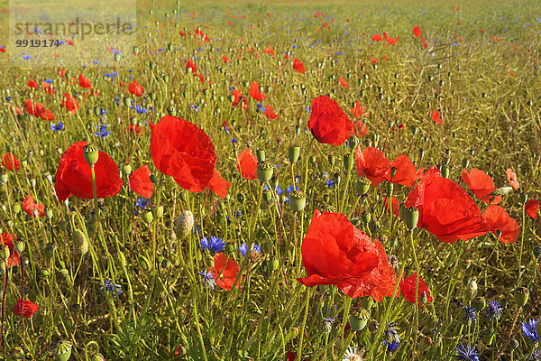 Klatschmohn Papaver rhoeas Mohn Deutschland Hessen