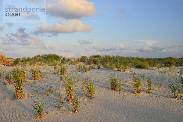 Sommer Sonnenuntergang Düne Deutschland Niedersachsen Norderney Nordsee