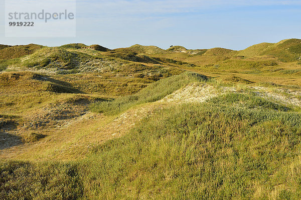 Sommer Düne Deutschland Niedersachsen Norderney Nordsee