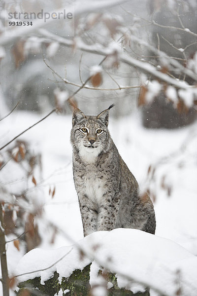 Portrait Winter Eurasien Deutschland Luchs lynx lynx