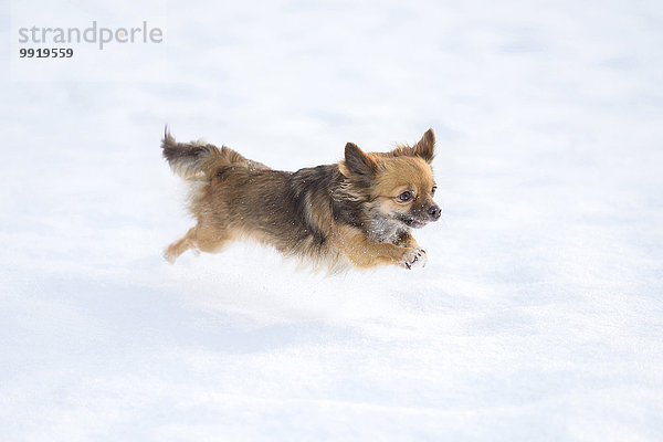Chihuahua Chihuahuas Portrait Winter Deutschland Schnee