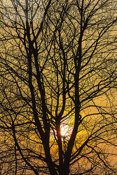 Sonnenuntergang Baum Ast Deutschland Hessen