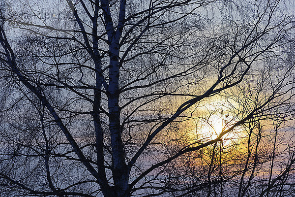 Sonnenuntergang Baum Ast Deutschland Hessen