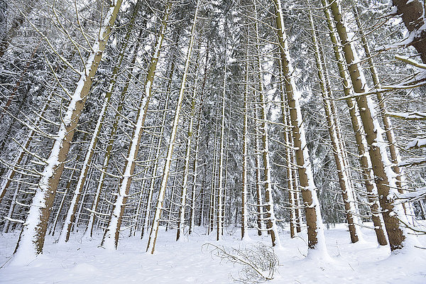 Fichte Tanne Winter Landschaft Schnee Wald Norwegen Bayern Deutschland Oberpfalz