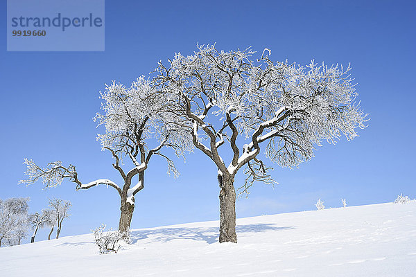 Winter Tag Baum Frucht Landschaft Sonnenlicht Bayern gefroren Deutschland Oberpfalz