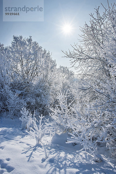 Winter Tag Baum Landschaft Schnee Strauch Sonnenlicht Bayern Deutschland Oberpfalz