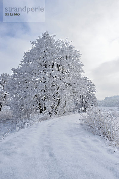 nebeneinander neben Seite an Seite Winter Baum Landschaft Weg Schnee Erle Bayern gefroren Deutschland Oberpfalz