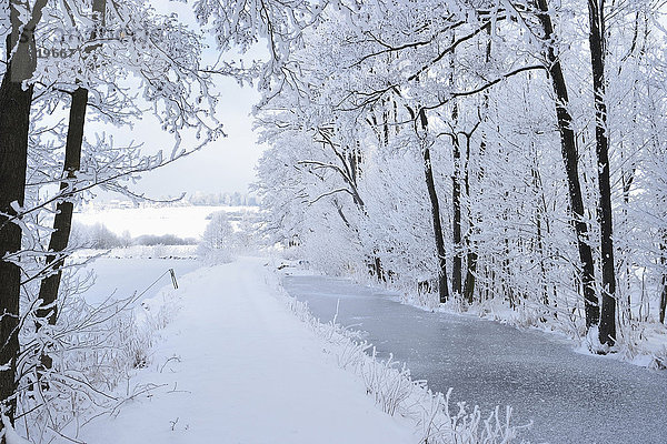 Landschaftlich schön landschaftlich reizvoll Winter folgen Baum Schnee Erle Bayern gefroren Deutschland Oberpfalz