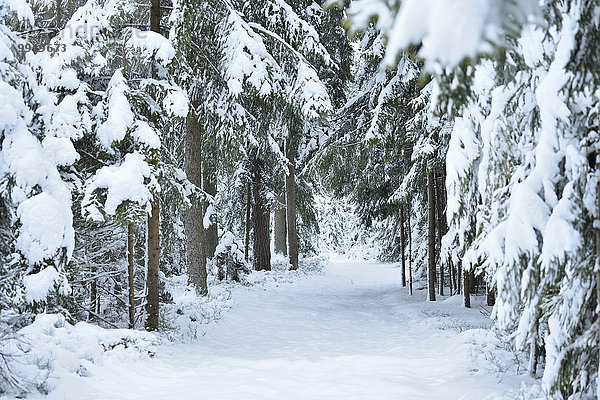 Fichte Tanne Winter Landschaft Weg Schnee Wald Norwegen Bayern Deutschland Oberpfalz