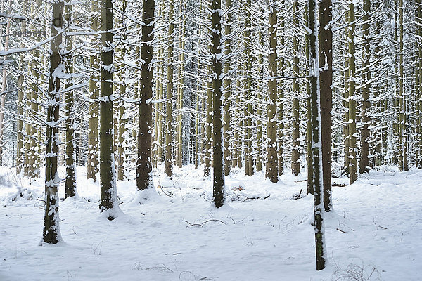 Fichte Tanne Winter Landschaft Schnee Wald Norwegen Bayern Deutschland Oberpfalz