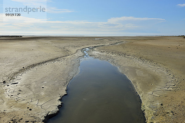 Frankreich Provence - Alpes-Cote d Azur Camargue