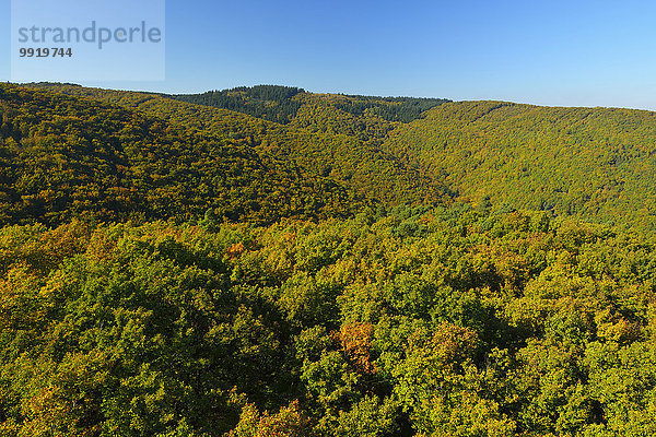 Tal Wald Herbst Deutschland Rheinland-Pfalz