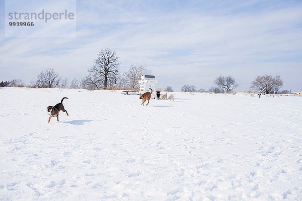 Hunde rennen über verschneites Feld