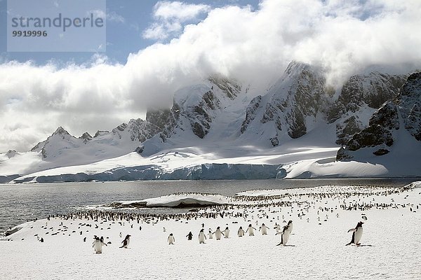 Kolonie von Eselspinguinen (Pygoscelis papua) auf Cuverville Island  Antarktis