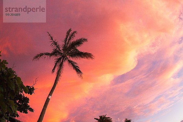 Silhouette der Palme vor rosa Himmel