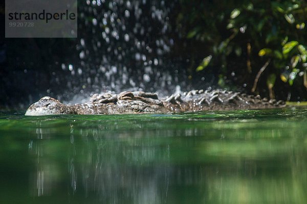 Salzwasserkrokodil im Wasser  Ansicht auf Meereshöhe