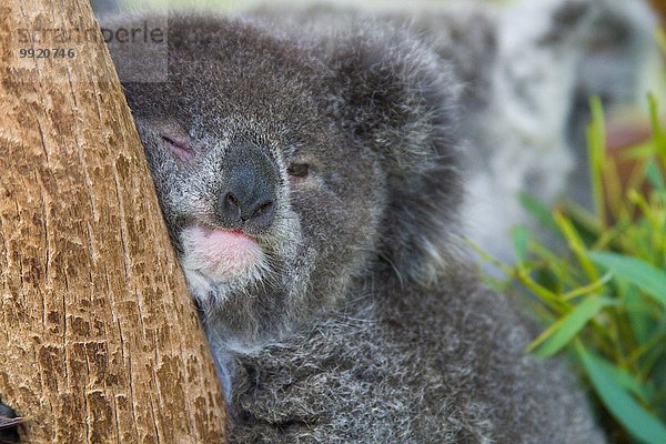 Koala-Bär im Baum  Nahaufnahme
