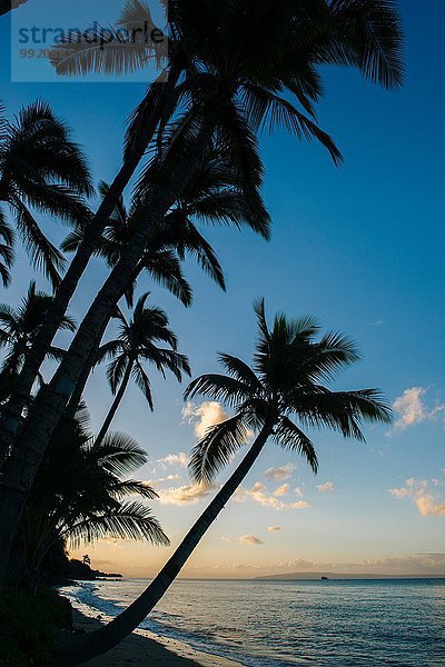 Silhouettierte Strandpalmen bei Sonnenuntergang  Maui  Hawaii