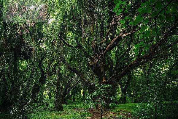 Grüner Wald  Maui  Hawaii